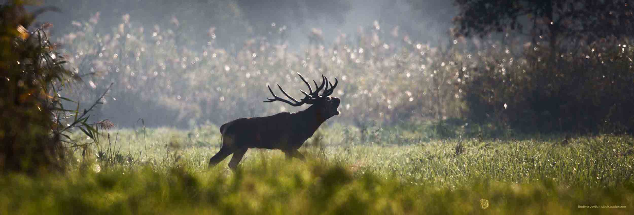 Röhrender Hirsch auf einer Wiese