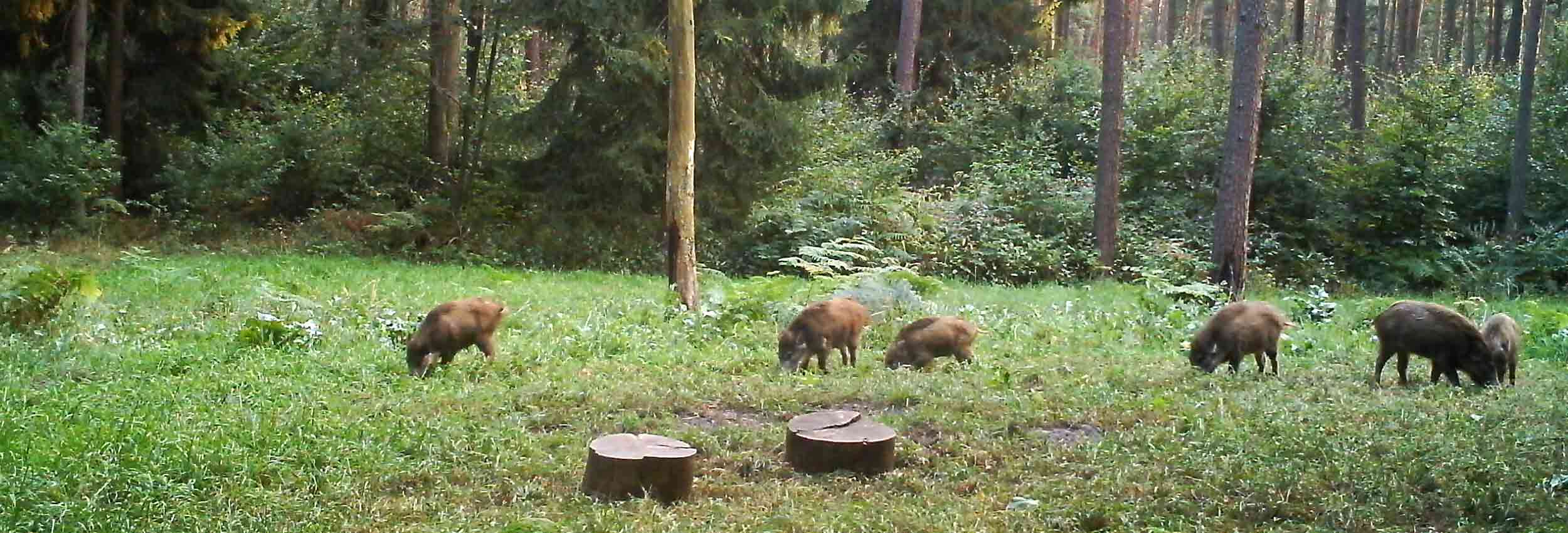 Frischlinge bei Tag auf der Kirrung