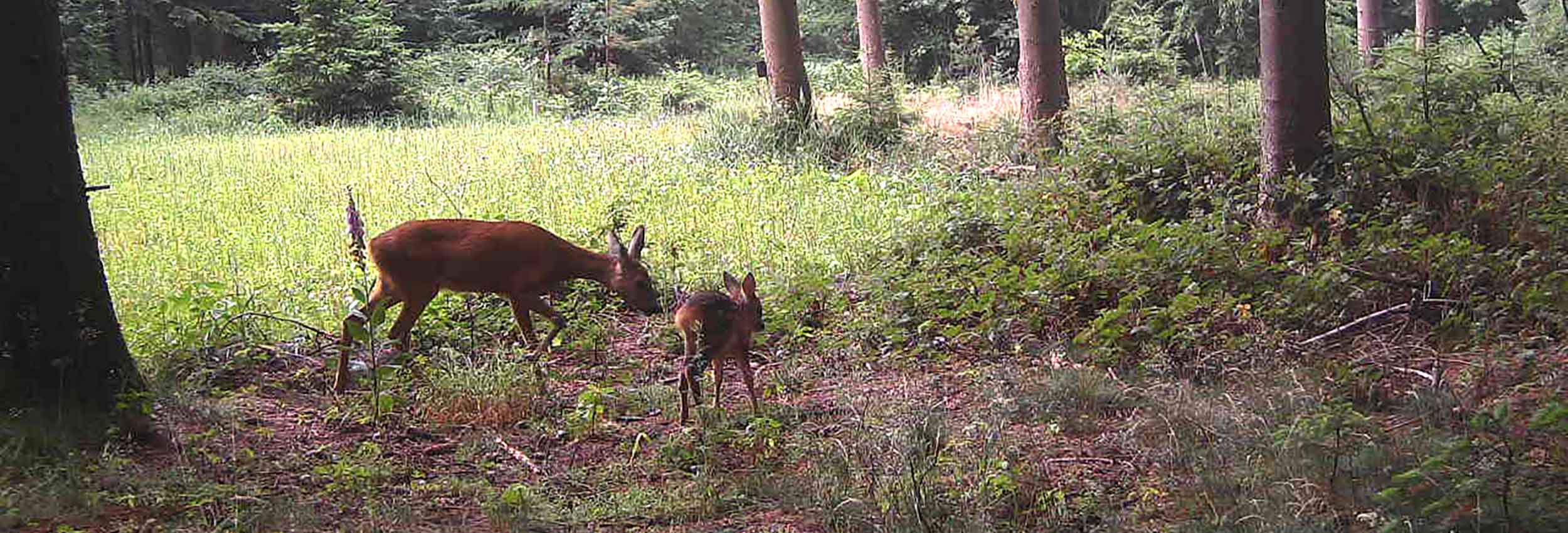 Rehwild auf der Kirrung