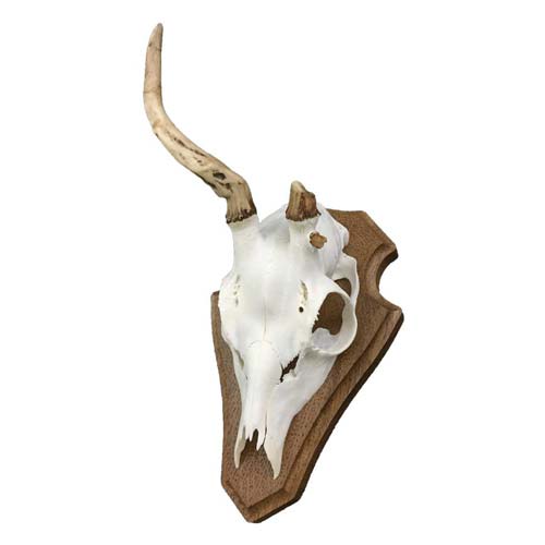 Bocktrophäe mit einseitigem Stangenbruch
