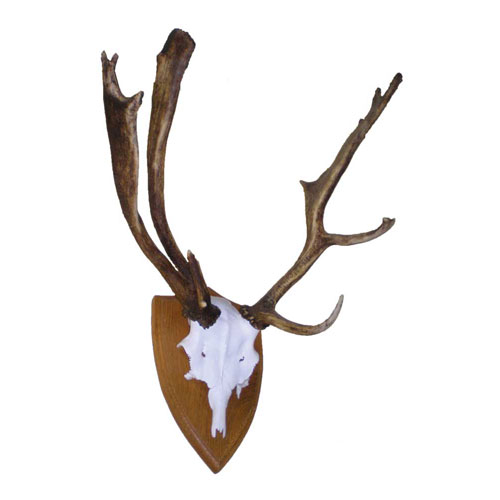 abnorme Damhirschtrophäe