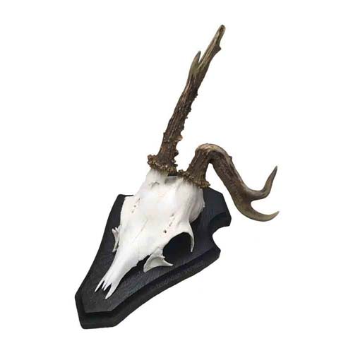 Bocktrophäe mit einer abgenickten Gehörnstange