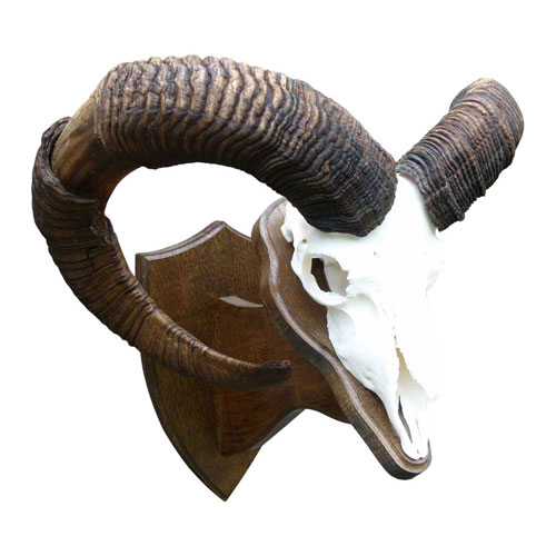 Mufflon-Widder mit Rammschaden auf der rechten Seite