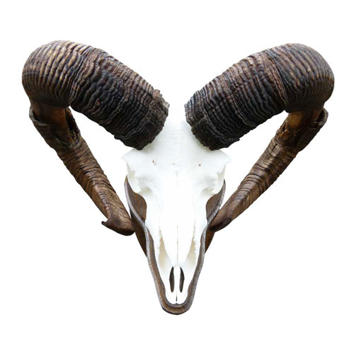 Mufflon-Widder mit beidseitigem Rammschaden