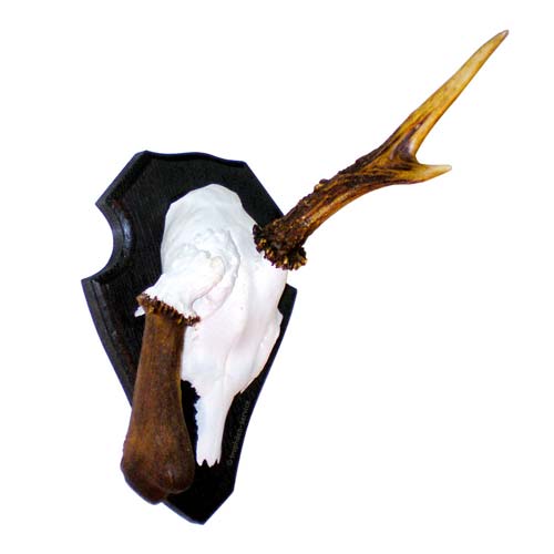 Rehbock mit Pendelstange rechts auf Standard-Trophäenschild