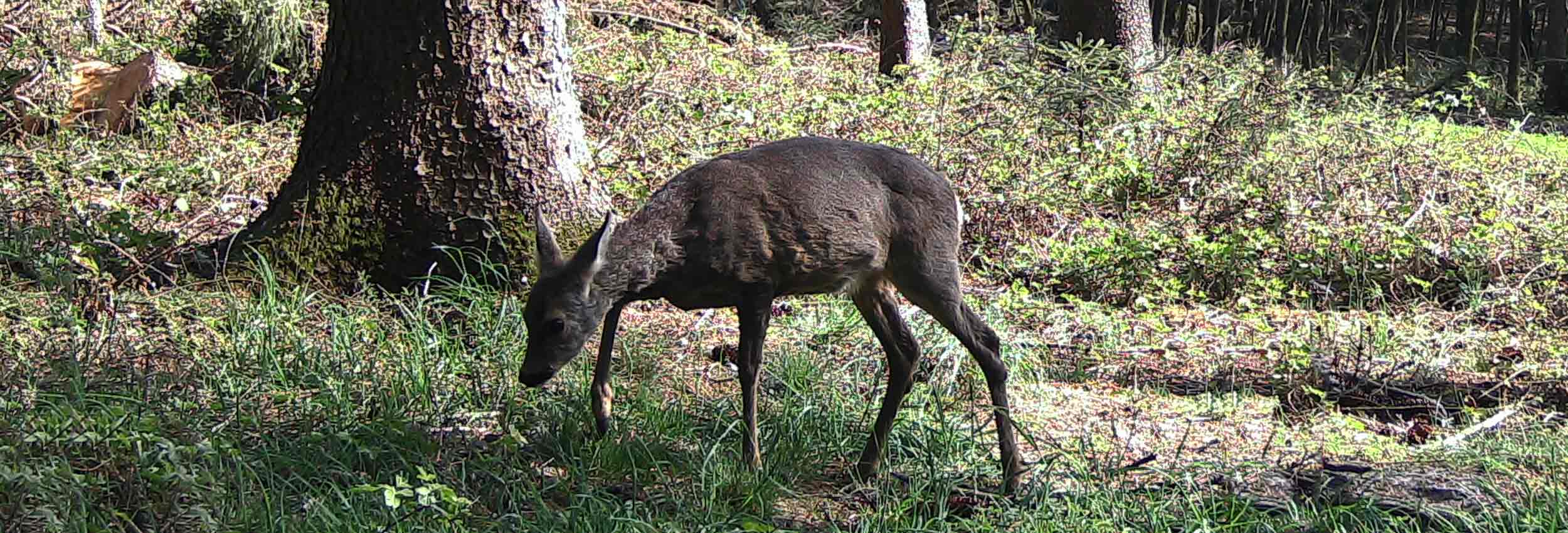 Rehbock auf der Kirrung