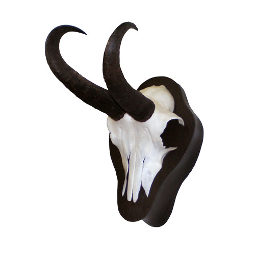 Gamsbock auf Trophäenschild mit Keil