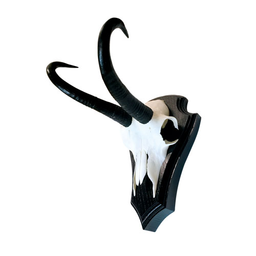 Gamsbock auf dunklem Trophäenschild