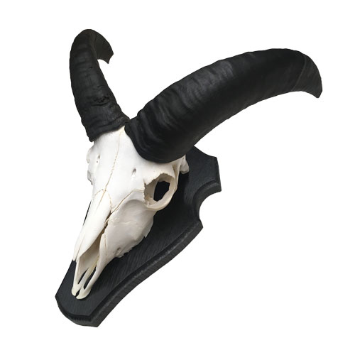 Muffelwidder-Jährling