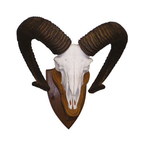 Muffelwidder