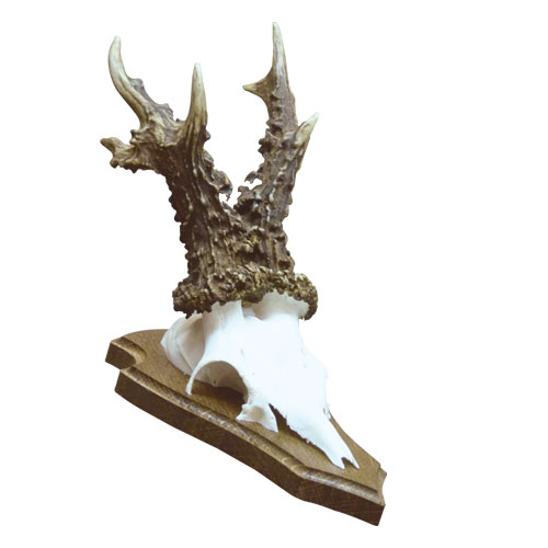 starke Bocktrophäe (Seitenansicht)