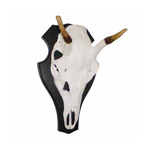 Rothirschkalb