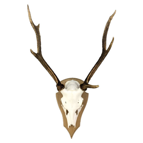 Sikahirsch auf hellem Trophäenschild