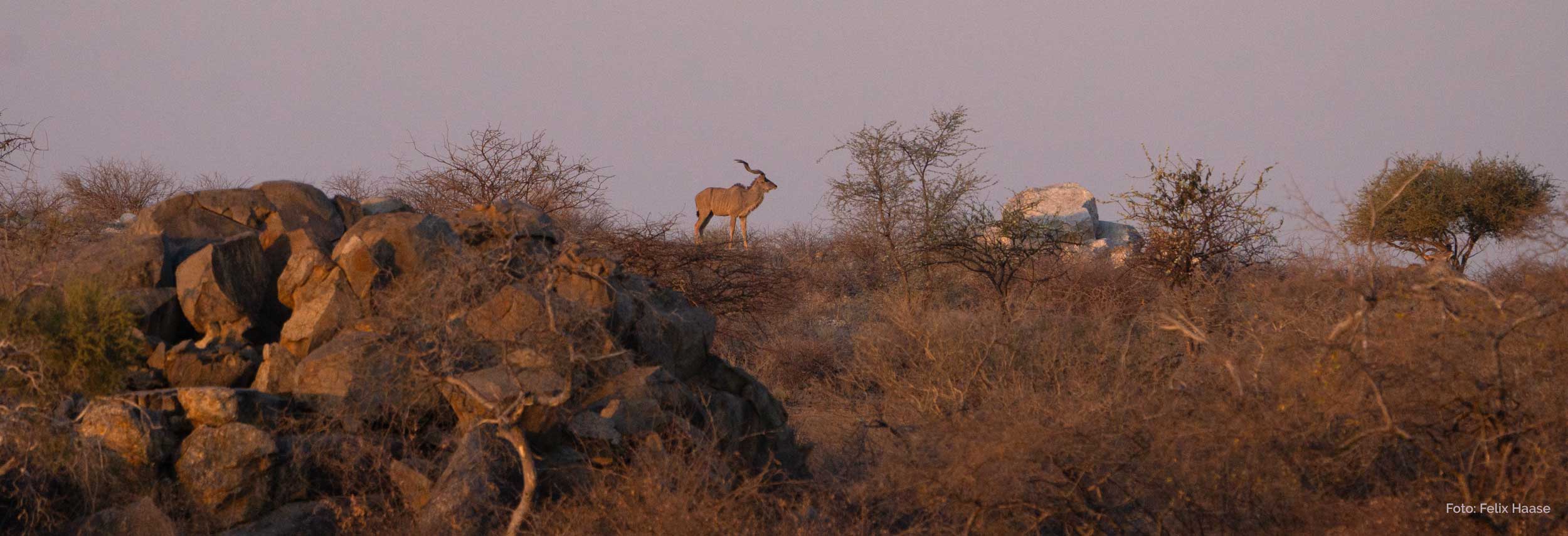 afrikanische Landschaft mit ienzelnem Kudu am Horizont