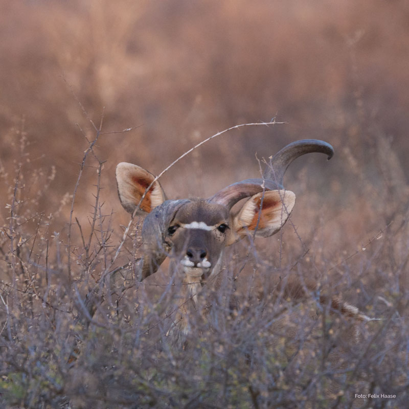 abnormer Kudu