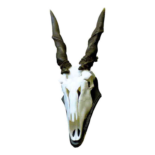 Eland-Trophäe