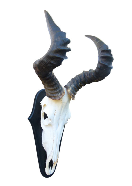 Hartebeest-Trophäe