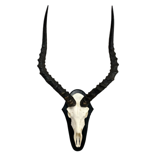 Impala-Trophäe
