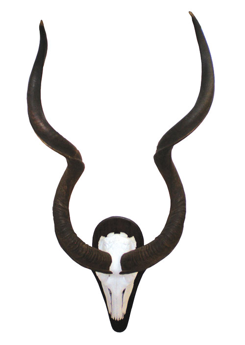 Trophäe eines afrikanischen Kudu