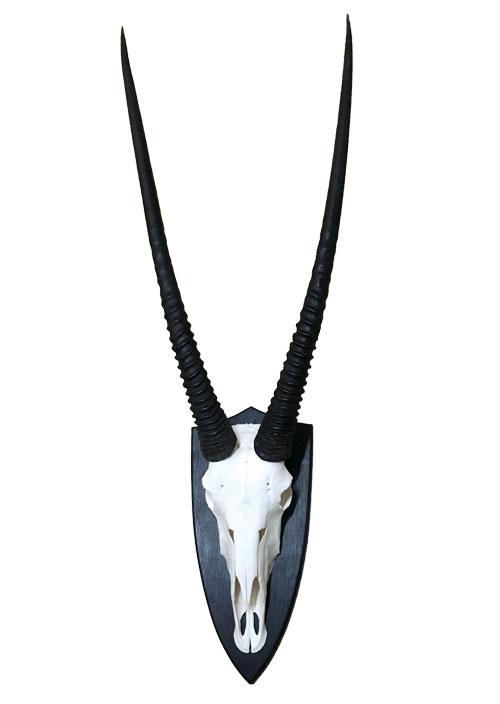 Trophäe eines Oryxantilopenbullen