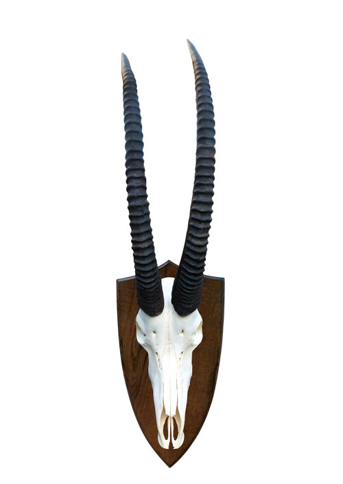 Trophäe einer Rappenantilope
