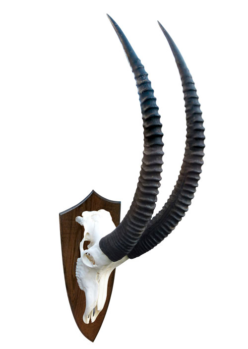Trophäe eines Rappenantilope (Seitenansicht)
