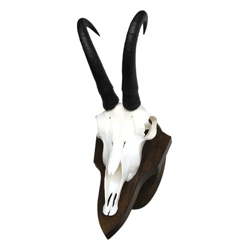 Trophäe einer rumänischen Gams
