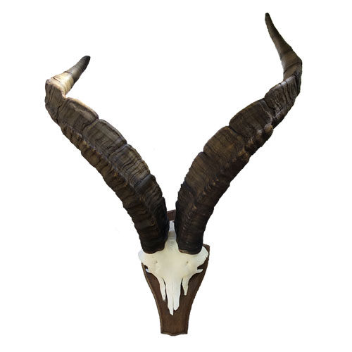 spanischer Steinbock