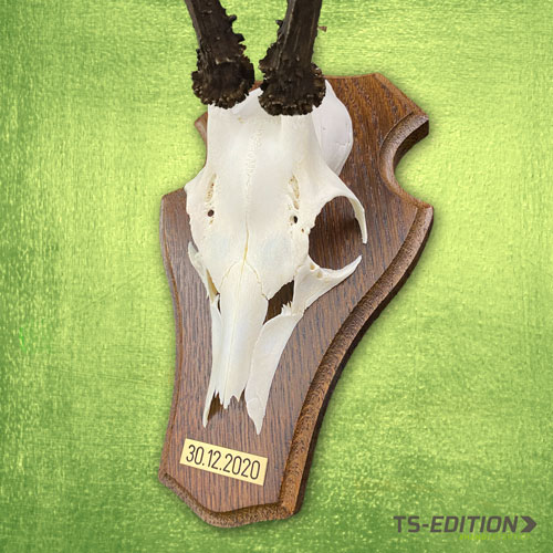 Bocktrophäe auf Gehörnbrett Form 1b mit Plakette