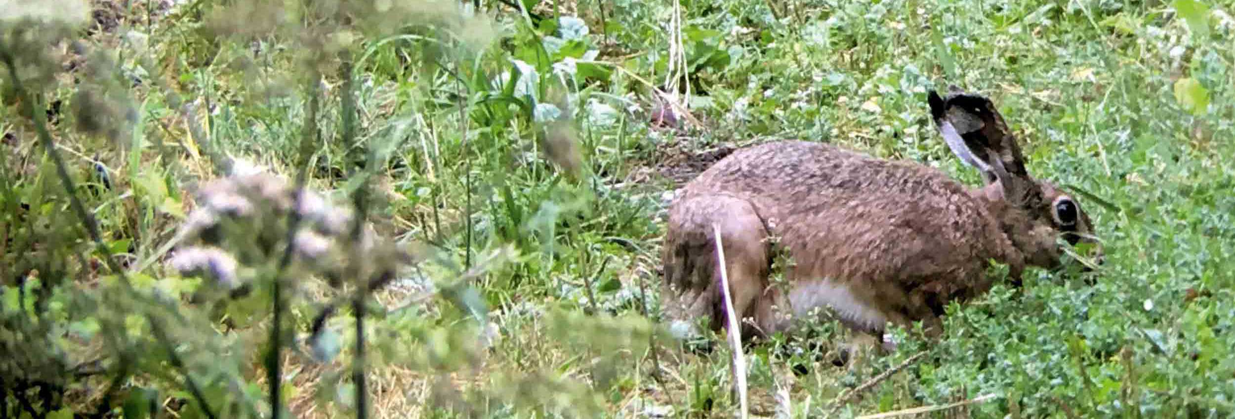 Hase auf der Wiese