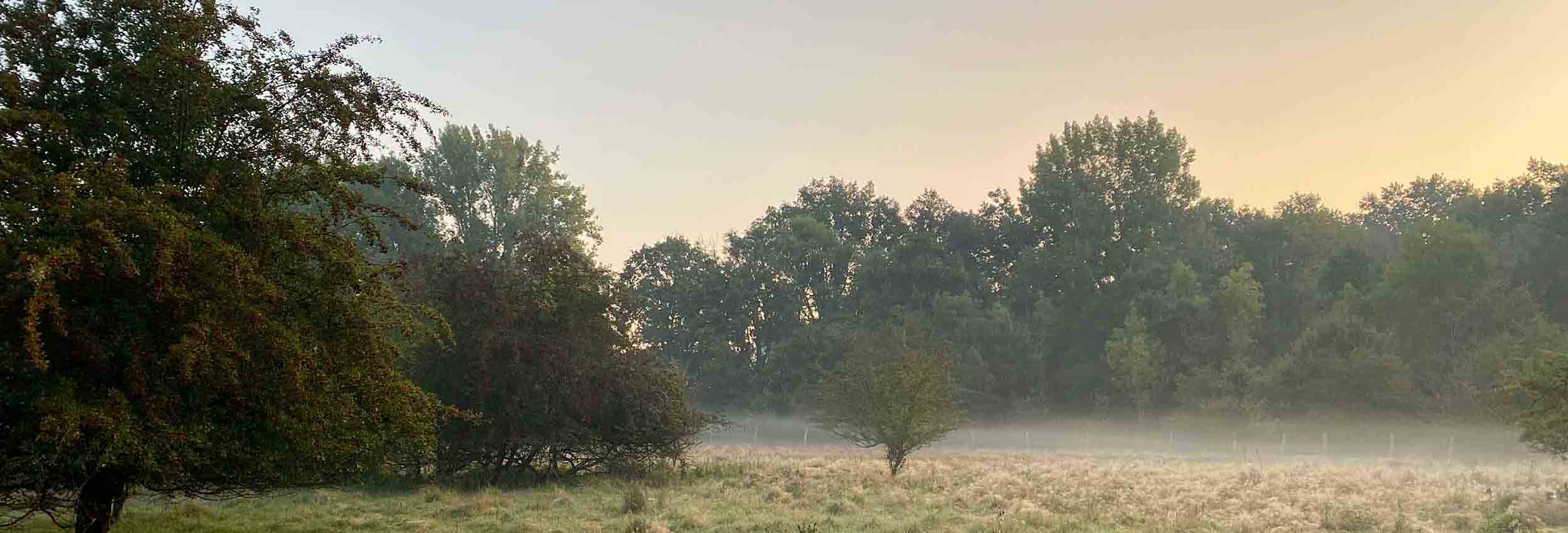 Revier im Morgendunst