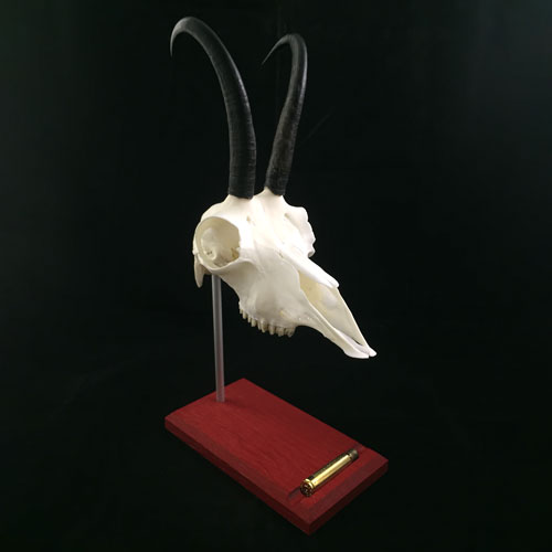 Gamstrophäe auf Trophäenstativ L in Eiche karmesinrot mit Stift-/Hülsenrille
