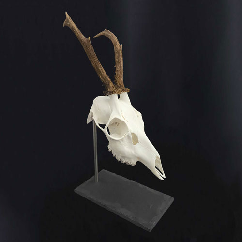 Rehbocktrophäe auf Schieferstativ L