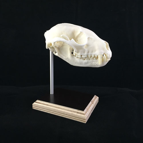 Waschbärschädel auf Trophäenstativ S2 in MPx-EDITION