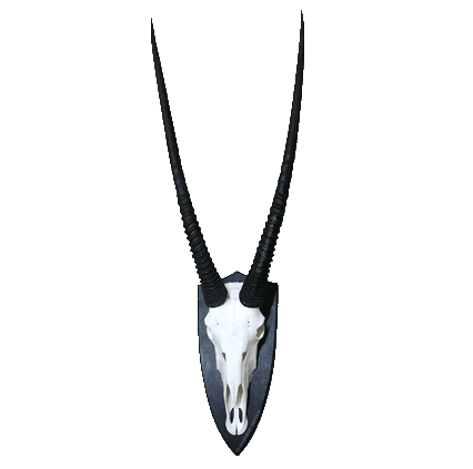 Oryx-Bulle