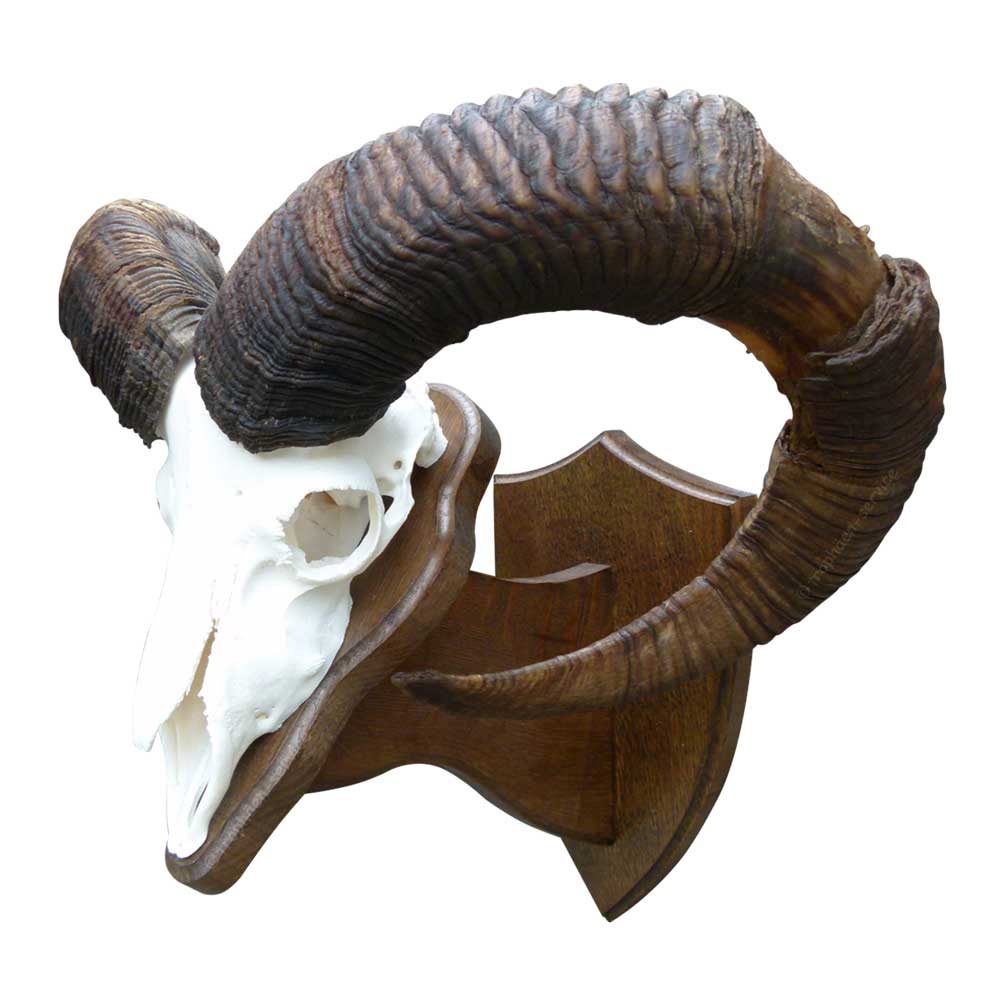 Mufflon-Widder mit Rammschaden – montiert auf einem Trophäen-Gestell
