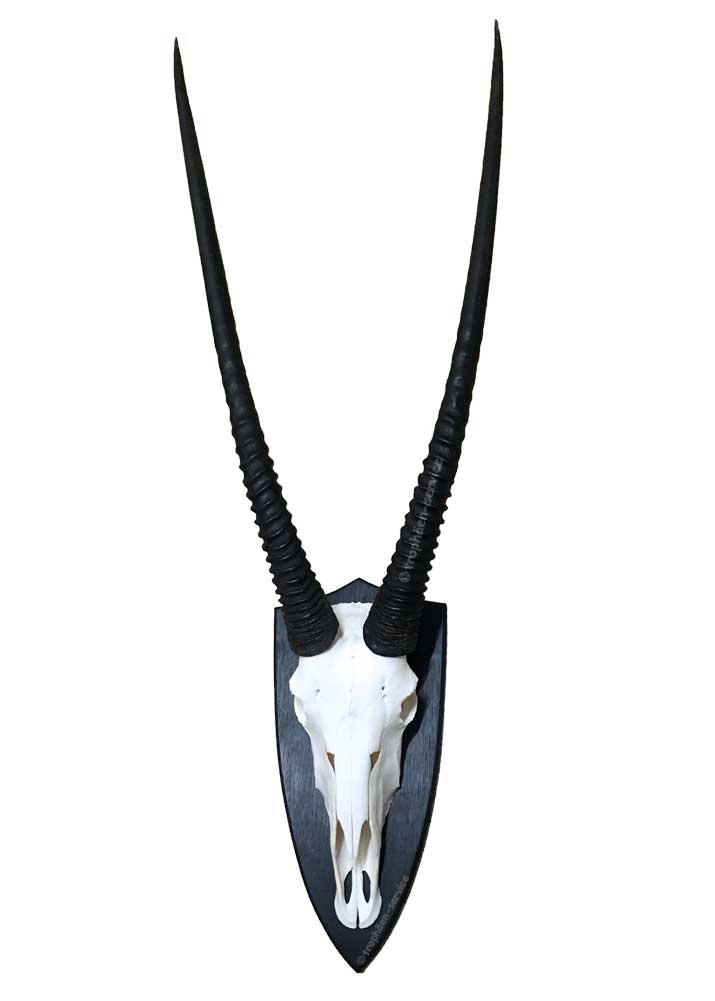 Oryx-Bullen-Trophäe