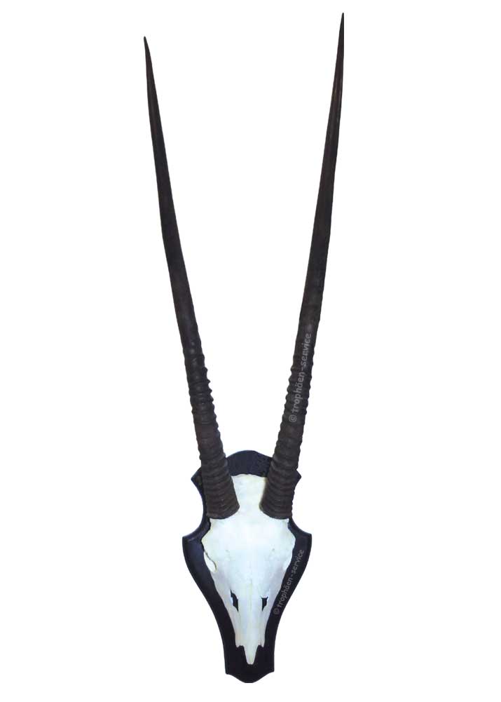 Oryx-Trophäe